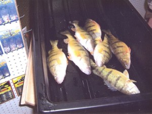 Jerrys Perch Jan-17-09