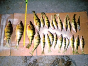 Big Bunch of Perch Feb 2009 Big Bunch of Perch Feb 2009
