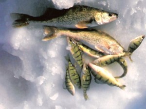 Perch and Walleye Feb 2009 Perch and Walleye Feb 2009
